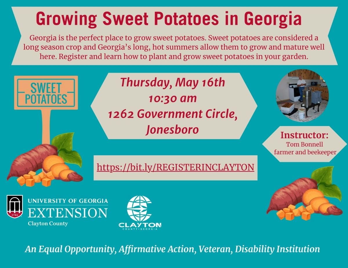 Growing Sweet potatoes in Ga